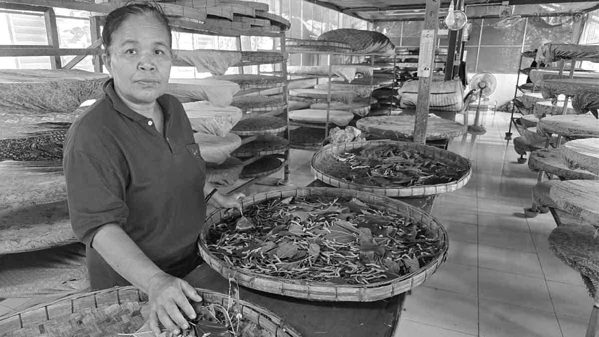 สมาชิกส่งเสริมอาชีพกลุ่มศิลปาชีพ สำนึกในพระมหากรุณาธิคณ ‘พระพันปีหลวง’ ส่งเสริมอาชีพเลี้ยงหม่อนทอไหม