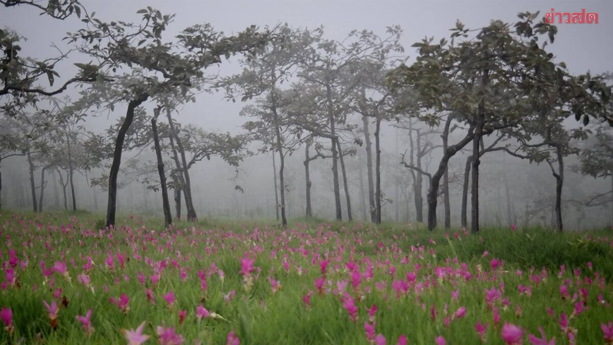 อากาศวันนี้ ฝนตกบางพื้นที่ เหนือ-อีสานอากาศเย็น ส่วนภาคใต้ร่องมรสุมพัดผ่าน