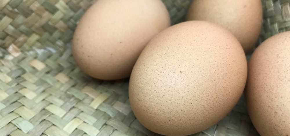 ราคาไข่ไก่ในเกาหลีใต้พุ่ง วิตกไข้หวัดนกกระทบอุปทาน