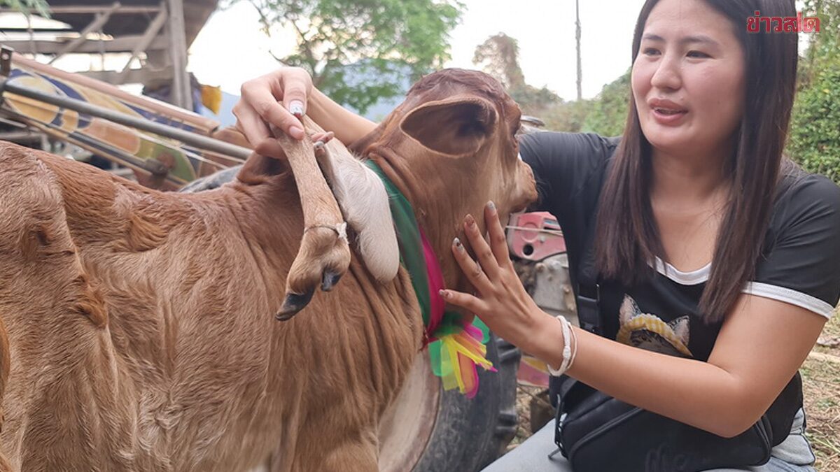 ถูกหวยติดต่อกันกว่า10งวด ฮือฮา วัว 5 ขา โผล่บนสันคอ แห่ตีเลขเด็ด