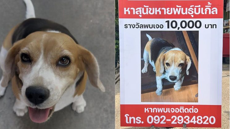 ราษีไศล ประกาศตามหา 'จ่อย' สุนัขพันธุ์บีเกิลรางวัล 10,000 พร้อมเสื้อซีซั่นใหม่