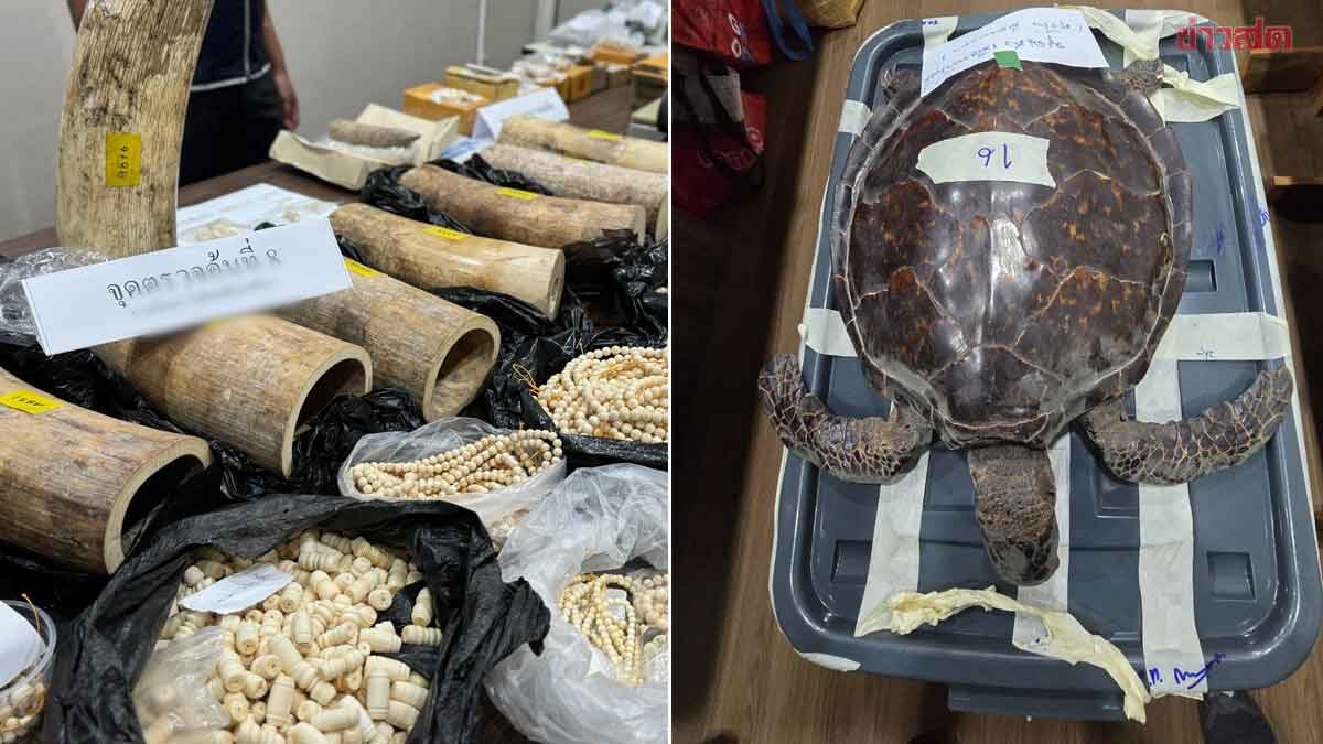 รวบ 9 ผู้ต้องหา ลักลอบซื้อขายซากสัตว์ป่า งาช้าง-เขี้ยวพะยูน ยึดของกลางมูลค่าเกือบ 10 ล้าน