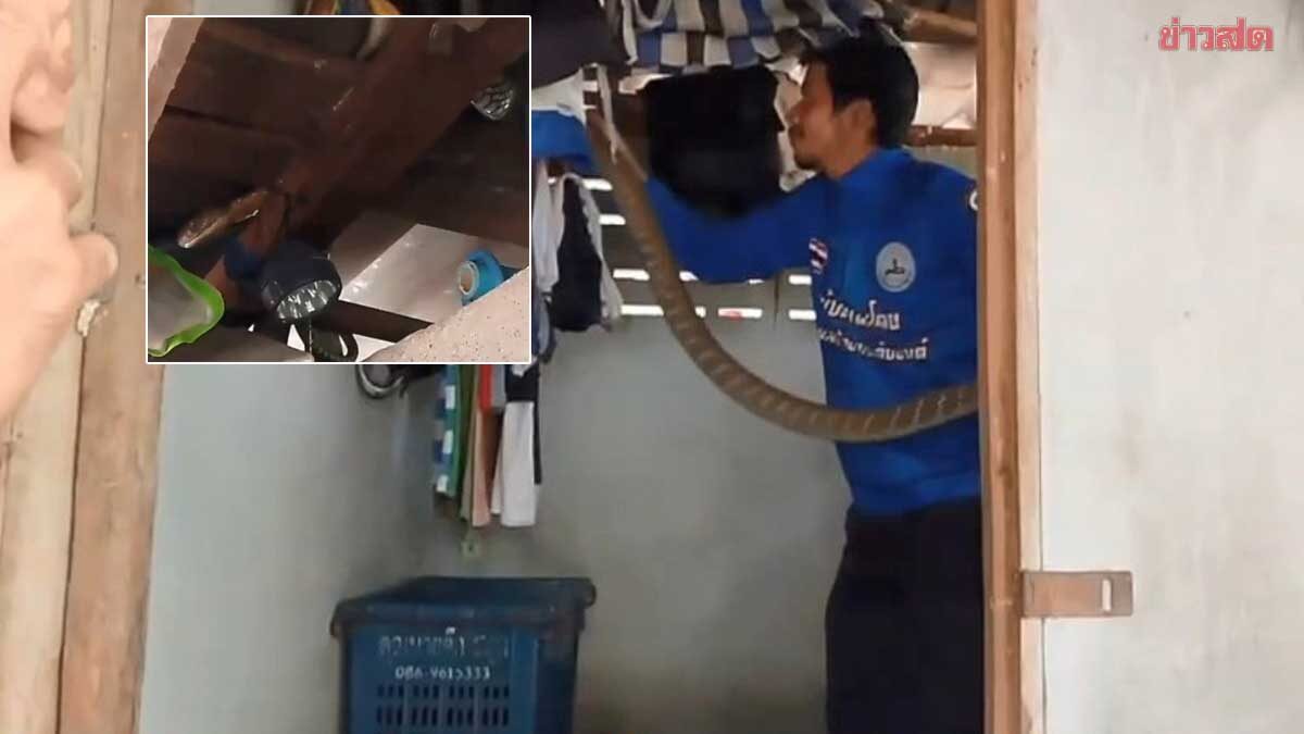 จงอางดุ ชูคอขู่ เจ้าของบ้านตกใจตัวสั่น กำลังจะเสียบชาร์จมือถือ เซียนหวยได้เลขเด็ดเสี่ยงโชค
