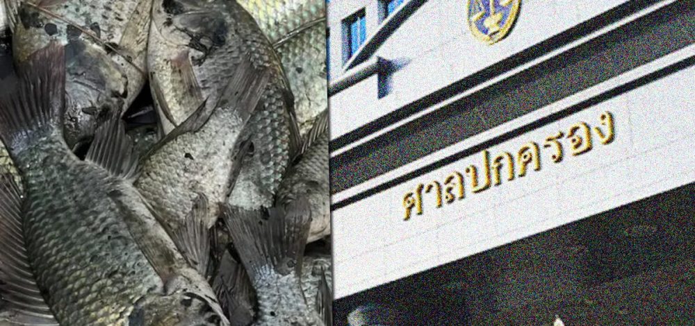 ศาลปกครอง สั่งกรมประมง ทำแผนระงับยับยั้ง ปลาหมอคางดำ ให้ประกาศสมุทรสงครามเขตภัยพิบัติ