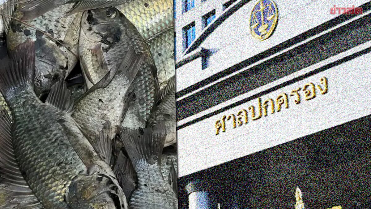 ศาลปกครอง สั่งกรมประมง ทำแผนระงับยับยั้ง ปลาหมอคางดำ ให้ประกาศสมุทรสงครามเขตภัยพิบัติ